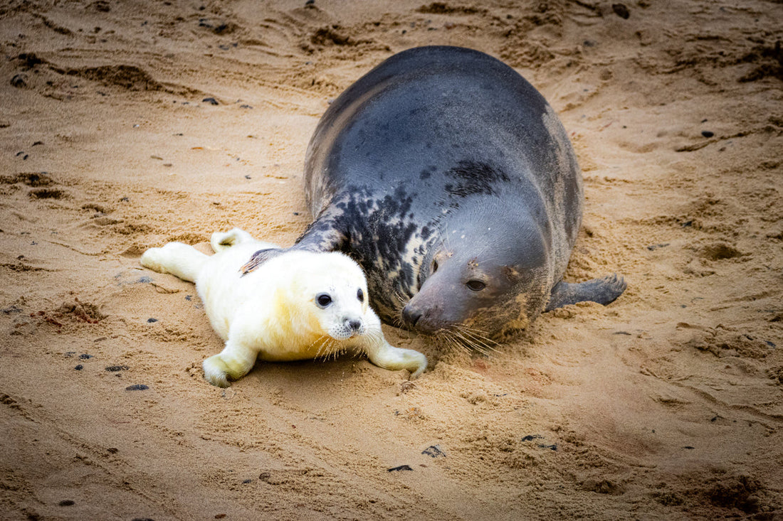 Time to celebrate! When and where to spot Norfolk's seal-pup baby-boom.