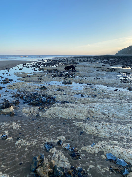 Labrador on chalk beds of West Runton Beach