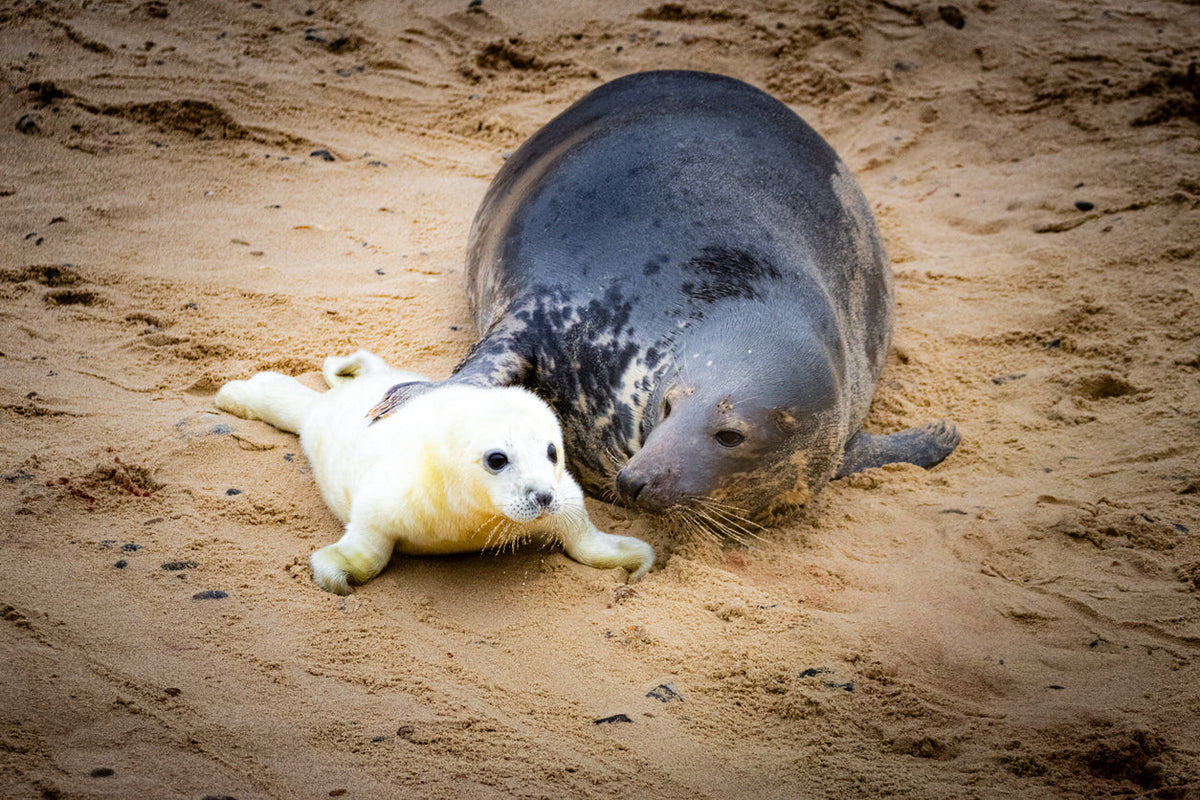 Time to celebrate! When and where to spot Norfolk's seal-pup baby-boom.