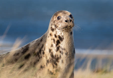 Seal cow at Blakeney Point